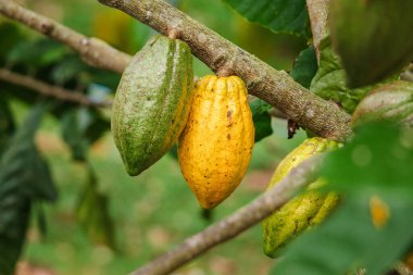 Kakao ağacı dalında olgunlaşmanın farklı safhalarında iki kakao kabuğu, meyve gelişimini, sürdürülebilir tarımı ve çikolata endüstrisi için hammaddeleri ön plana çıkaran tropikal tarım sahnesi. Yüksek
