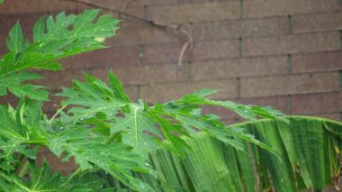 Tayland 'da muson mevsiminde yeşil papaya ve muz yapraklarına tropik yağmur yağar. Islak yaprakları su damlaları ve yağmur damlalarıyla kapatın. Yüksek kalite 4k görüntü