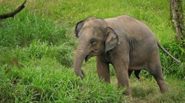 Asya fili tropikal bir tapınakta uzun yeşil çimlerde yürüyor, yan görüş kırışık deriyi, geniş gövdeyi, sakin hareketi ve gündüz doğal yaşam ortamını gösteriyor. Yüksek kalite 4k