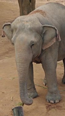 Asya fili yeşil çimenleri tutarken ön ayağını kaldırıyor kumlu bir sığınak yolunda, buruşuk deriyi, sakin davranışı ve doğal yaban hayatı ortamını gösteren yükseltilmiş bir manzara. Yüksek kalite 4k