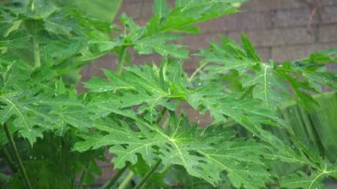 Tayland 'da yağmur mevsiminde yeşil papaya yapraklarına tropik yağmur yağar. Islak yaprakları görünür su damlaları ve yağmur damlalarıyla kapatın. Yüksek kalite 4k görüntü