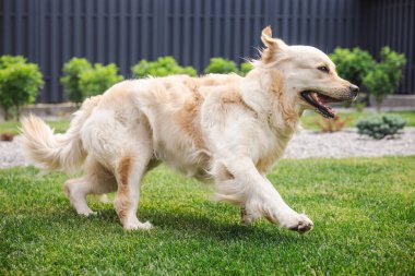 Golden retriever köpeği arka bahçedeki yeşil çimlerde koşuyor, aktif oyuncu hayvan açık havada egzersizin keyfini çıkarıyor..