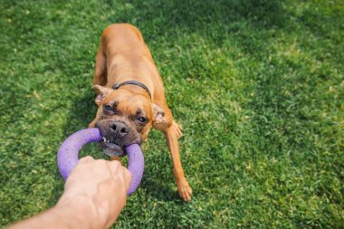 Alman boksör köpeği sahibi ile çekiştirirken arka bahçedeki yeşil çimlerde lastik yüzük oyuncağı, aktif hayvan eğitimi ve açık hava etkileşimi kullanıyor..