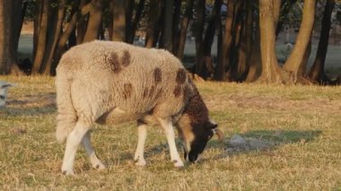 Sıcak akşam güneşinde orman kenarındaki kuru otlaklarda otlayan benekli koyunlar..