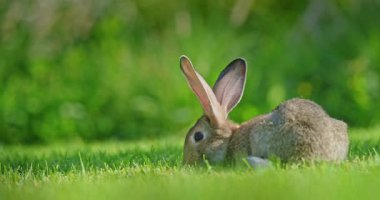 Yeşil çimlerin üzerinde dinlenen kahverengi tavşan. Yumuşak doğal arka planda..