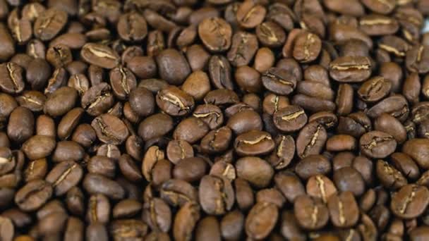 Coffee beans Nicaragua Maragogype — Stock Video