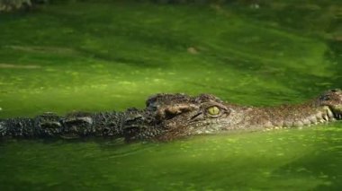 Yeşil gölet suyundan çıkan siyam timsahının kafası, dokulu pullar ve keskin dişler, sakin vahşi yaşam sahnesinde görülebilir. Yüksek kalite 4k görüntü