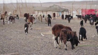 Mısır 'da çöl kampı yakınlarında otlayan bedevi koyun ve keçi sürüsü..