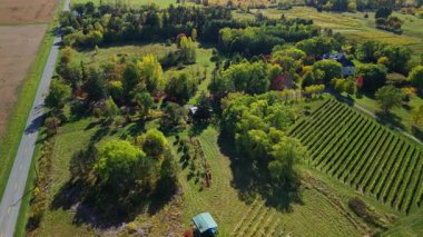 ABD 'nin New York Eyaleti' nde yol üzüm bağı ve sonbahar ağaçlarıyla kenar mahalle manzarası.
