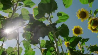 Mavi gökyüzüne karşı parlak sarı çiçekleri ve yeşil yaprakları olan ayçiçeği bitkilerinin alçak açılı görüntüsü.