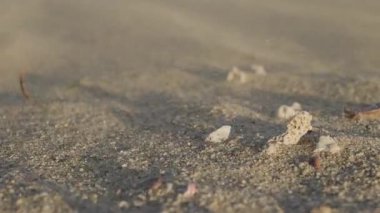 Rüzgâr çöl kumullarında hareket eden kum tepecikleri ve Mısır 'da küçük taşlar ve kabuklar..