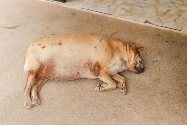 Tayland 'da beton zeminde yatan uyuyan sokak köpeği görünür deri sorunları ve yaralarıyla.