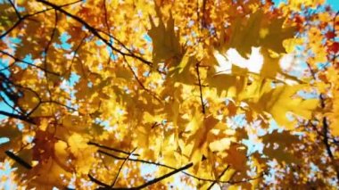 Rüzgarda sallanan sonbahar meşe yaprakları