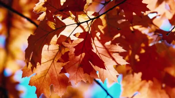 Eiken herfstbladeren zwaaiend in de wind — Stockvideo
