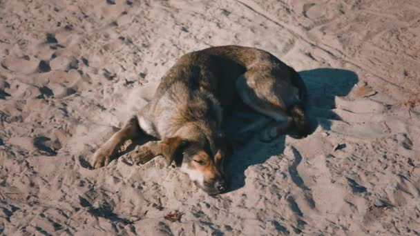 Dakloze hond liggend op het zand — Stockvideo