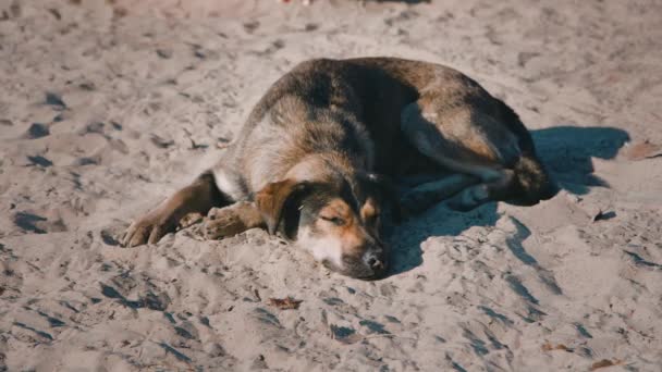 Hemlös hund liggande på sanden — Stockvideo