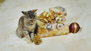 Noel için bekliyorum. Bir yavru kedi kutuları hediyeler ile oturuyor.
