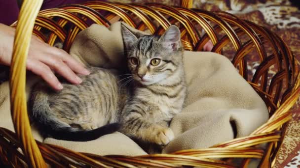 Gatito sentado en una cesta — Vídeo de stock