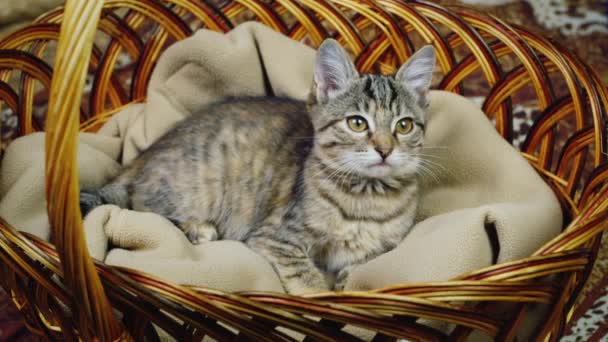 小猫正坐在一个篮子里 — 图库视频影像