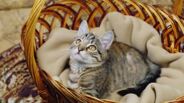 Gatinho sentado em uma cesta — Vídeo de Stock