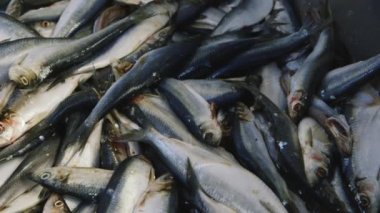 Bir sürü balık pişmiş değil