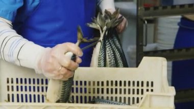 Balık fabrikasında çalışıyorum