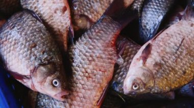 Bir kutu içinde canlı balık