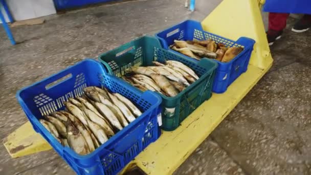 Arbeit am Bestand an Fischprodukten — Stockvideo