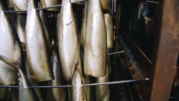 Carcaças de peixe na fábrica de peixe — Vídeo de Stock