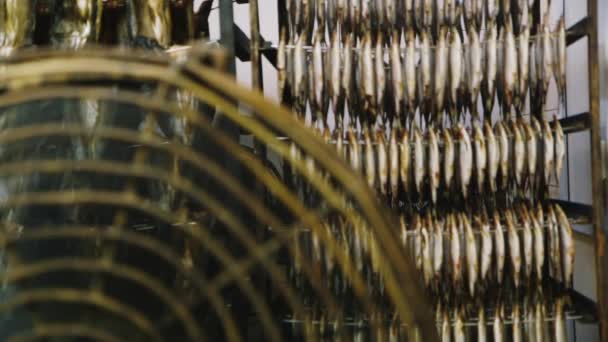 Fish plant. Drying fish blowing a big fan — Stock Video