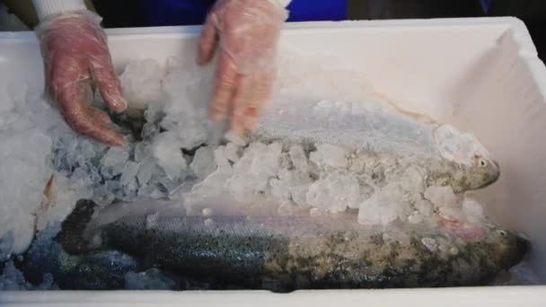 Trabajo en la fábrica de pescado — Vídeo de stock