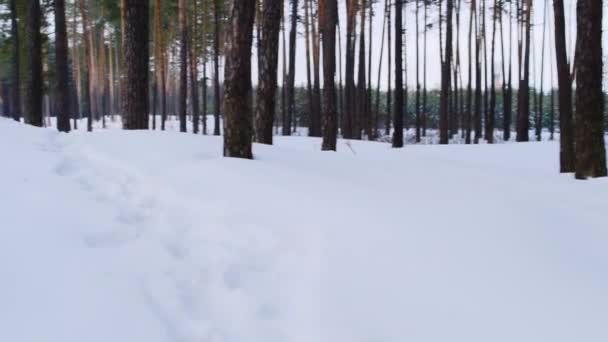 Inverno floresta POV vídeo — Vídeo de Stock