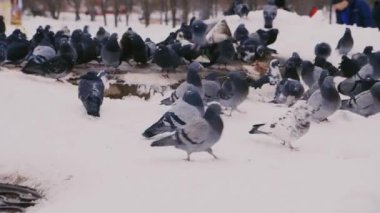 Çok sayıda güvercin temiz arka plan kişilerde Isıtma koli çevresinde kar ısıtılır