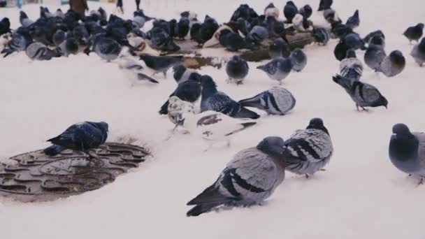 Een kudde van duiven op sneeuw — Stockvideo