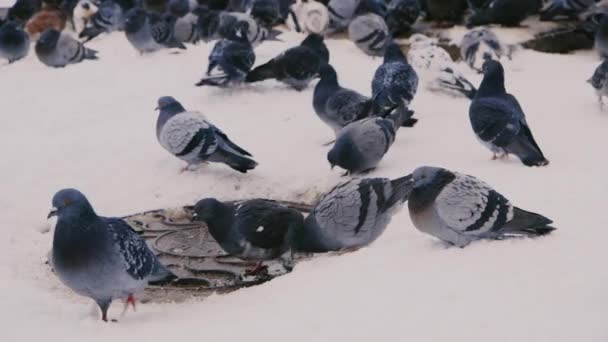 Pigeons se réchauffant autour d'un trou d'homme hiver — Video