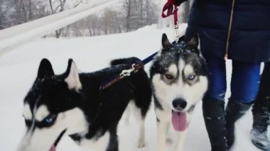 İki köpek kış yürüyüş husky
