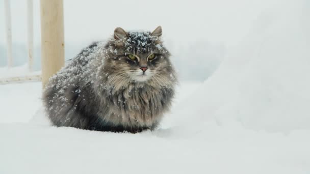 Gran gato esponjoso se sienta debajo de la nieve — Vídeos de Stock