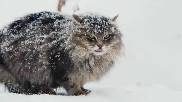 Katten sitter i snön. Ull är täckt med snö — Stockvideo