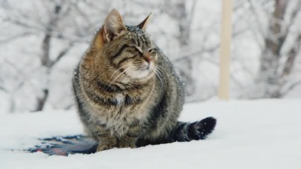 Gato encontra o inverno — Vídeo de Stock
