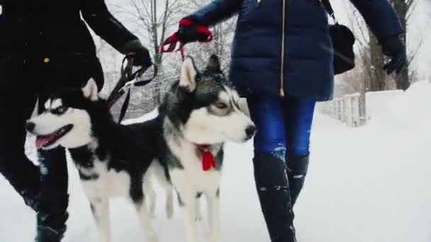 Två hundar av rasen Husky gå med ägare — Stockvideo