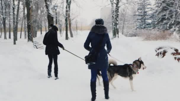 Twee vrouwen spelen met hun honden Huskies — Stockvideo