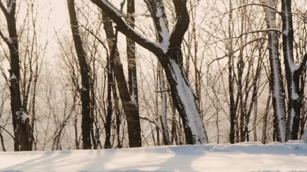 Bosque de invierno, el sol brilla, la nieve es poco profunda — Vídeo de stock