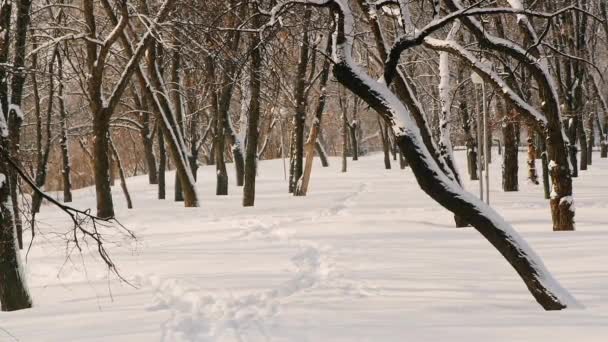 Bosque de invierno, el sol brilla, la nieve es poco profunda — Vídeo de stock