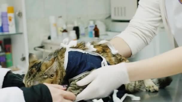 Κτηνίατρος κάνει ντύσιμο μια γάτα μετά από χειρουργική επέμβαση — Αρχείο Βίντεο