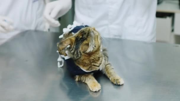 Veterinario hace gato inyección — Vídeos de Stock