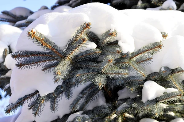 Natura, niebieski świerk oddziałów ze śniegu w zimie — Zdjęcie stockowe