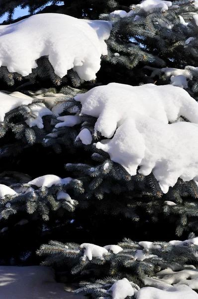 自然、冬には雪でブルー ・ スプルース支店 — ストック写真