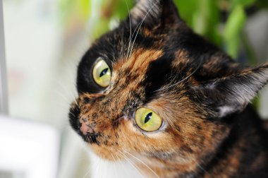 parlak renk ile evde beslenen hayvan