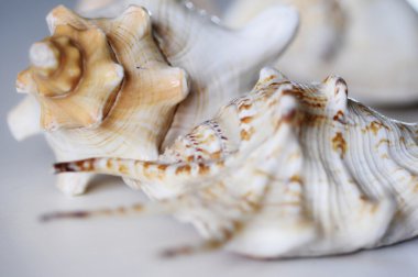 Beyaz arkaplanda büyük deniz kabukları 