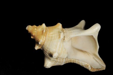 Siyah bir arka plan üzerinde büyük deniz kabuğu 